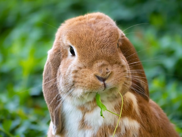rabbit-7856823_640.jpg